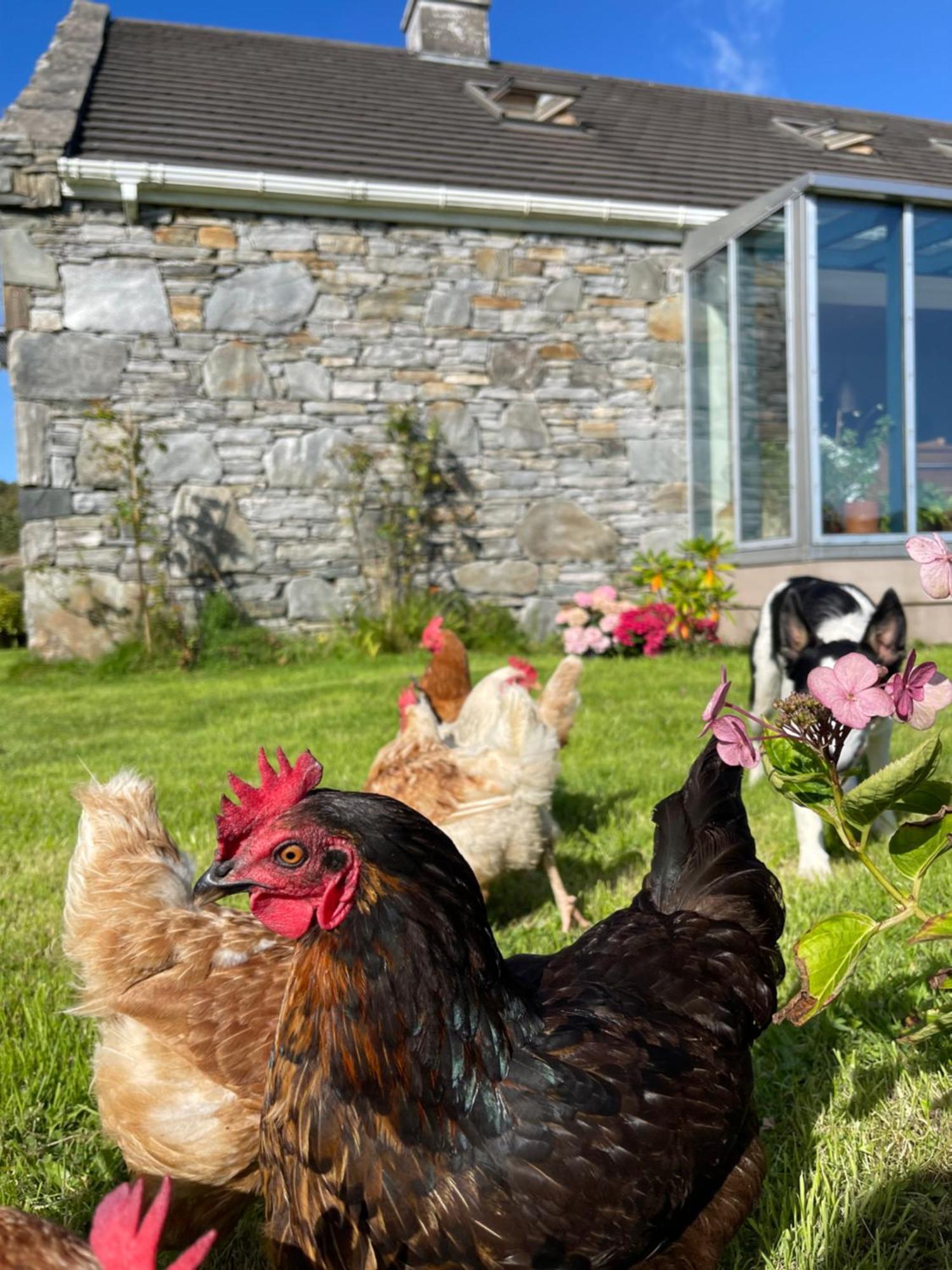 Shanakeever Farm - 2 Bedroom Apartment Clifden Luaran gambar